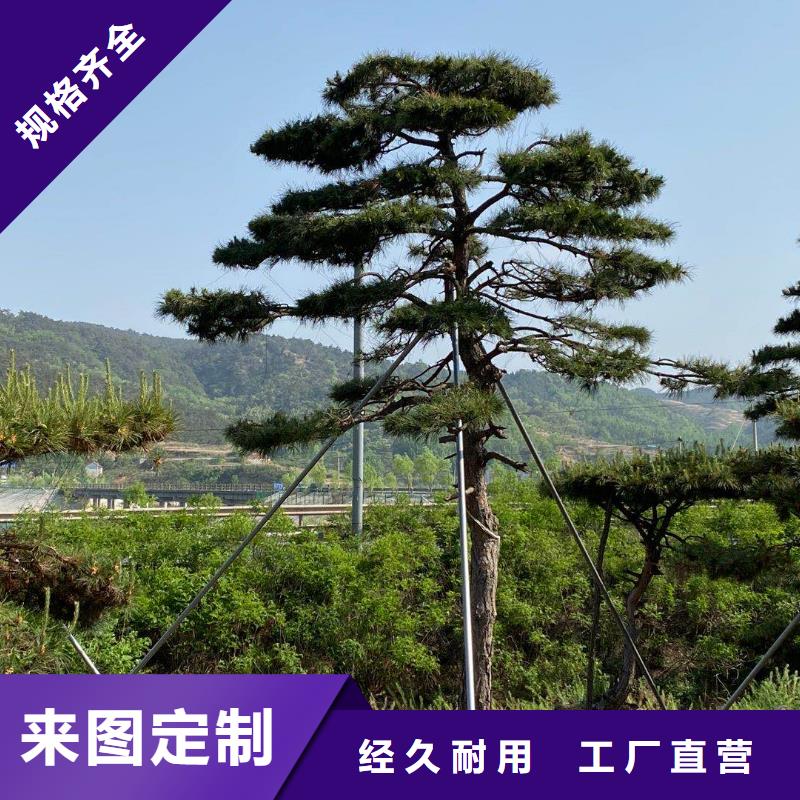 【造型松_迎客松实拍展现】【当地】公司