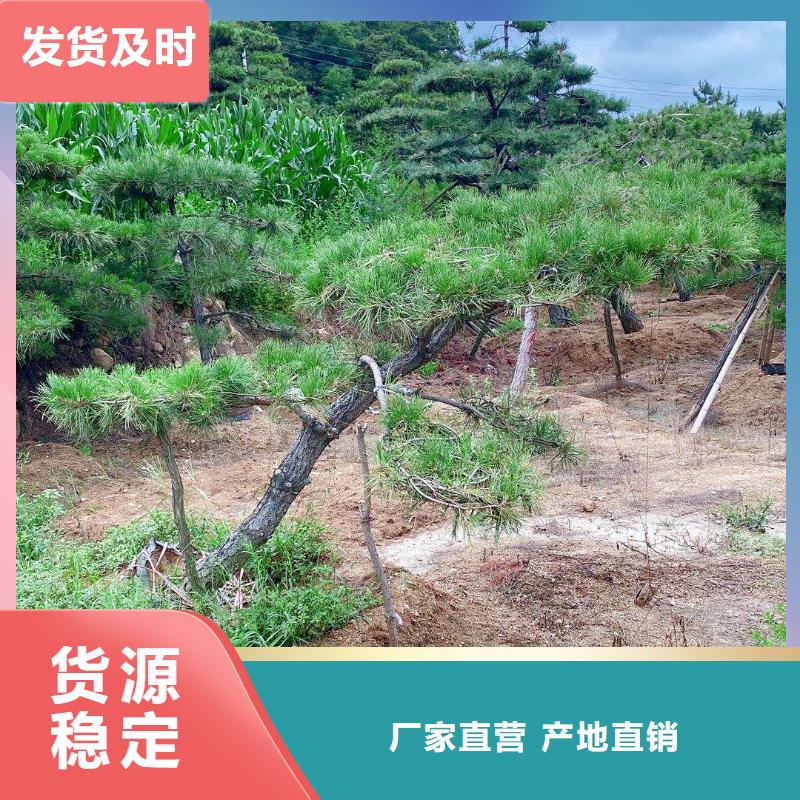 造型松不只是质量好质量层层把关