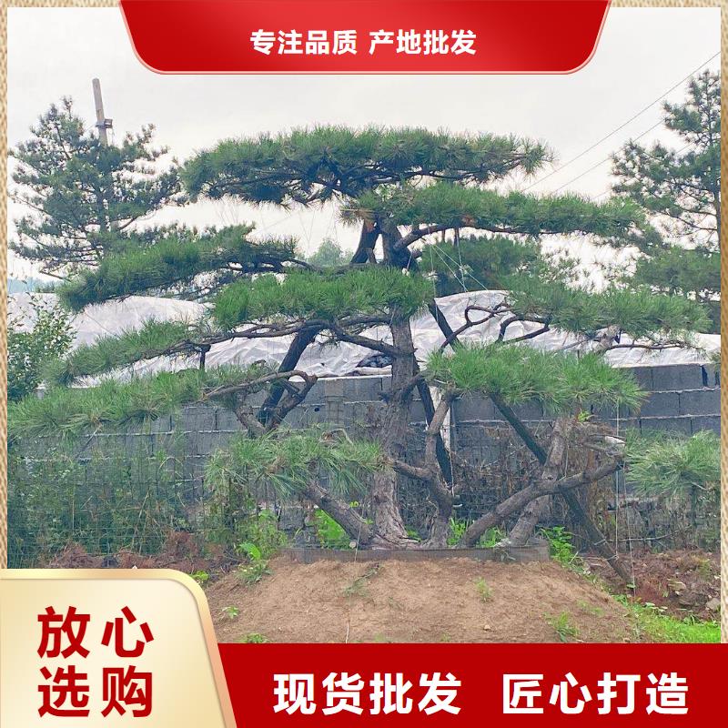 造型松造型油松主推产品<本地>公司