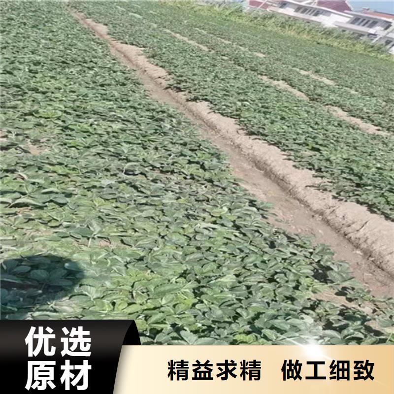 草莓苗大雪枣苗真材实料售后无忧