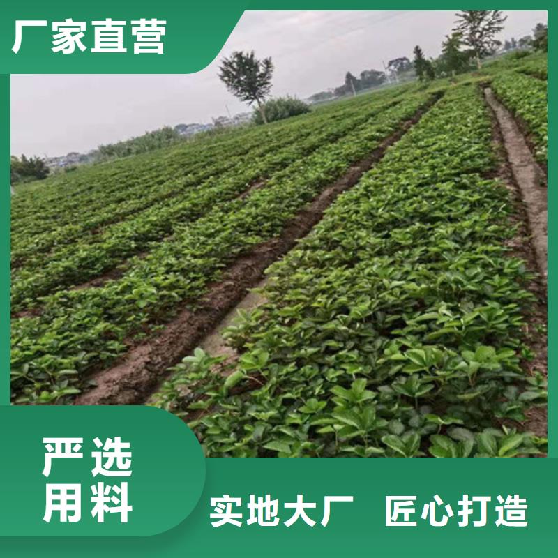 草莓苗【葡萄苗】应用领域<当地>服务商