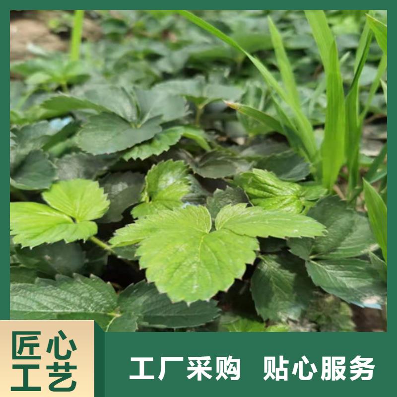 草莓苗大棚草莓苗厂家售后完善【当地】生产厂家