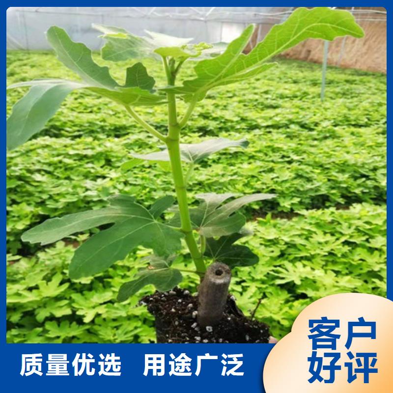 无花果蓝莓苗自有厂家【当地】公司