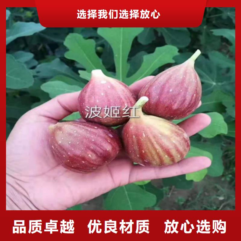 【无花果】樱桃树苗现货批发工程施工案例