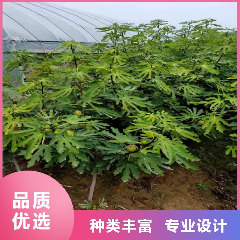 无花果油桃苗实力大厂家自营品质有保障