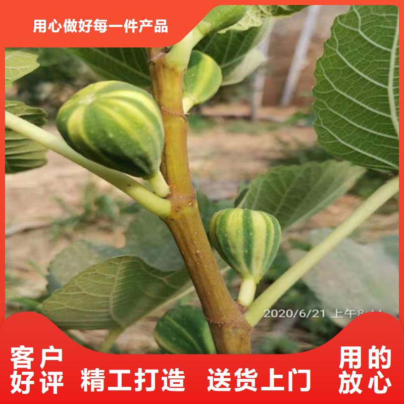 无花果枣树苗厂家大量现货颜色尺寸款式定制