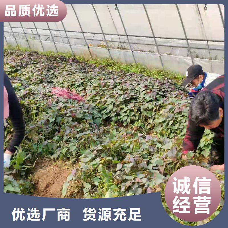 紫薯苗菠菜粉质量看得见[当地]品牌