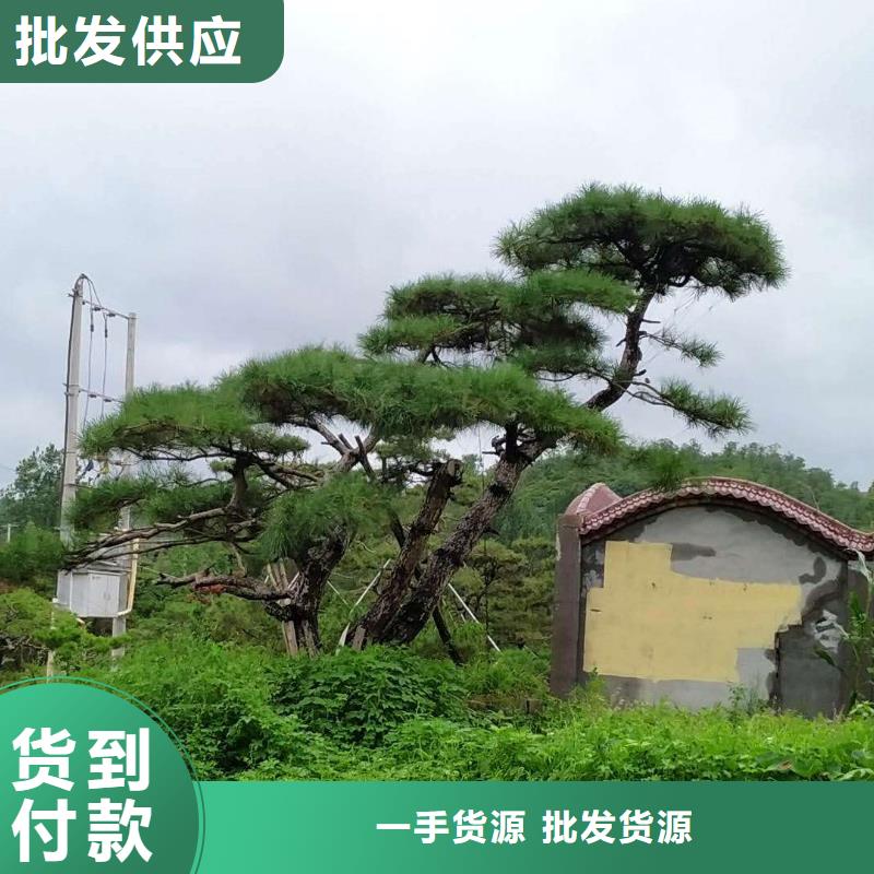 【造型松造型松基地客户好评】精选货源