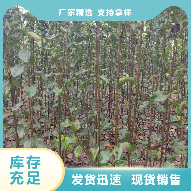 梨_山桃苗工厂批发产品参数