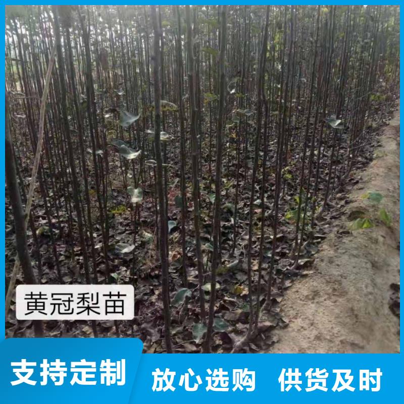 梨,黄冠梨树苗送货上门【当地】制造商