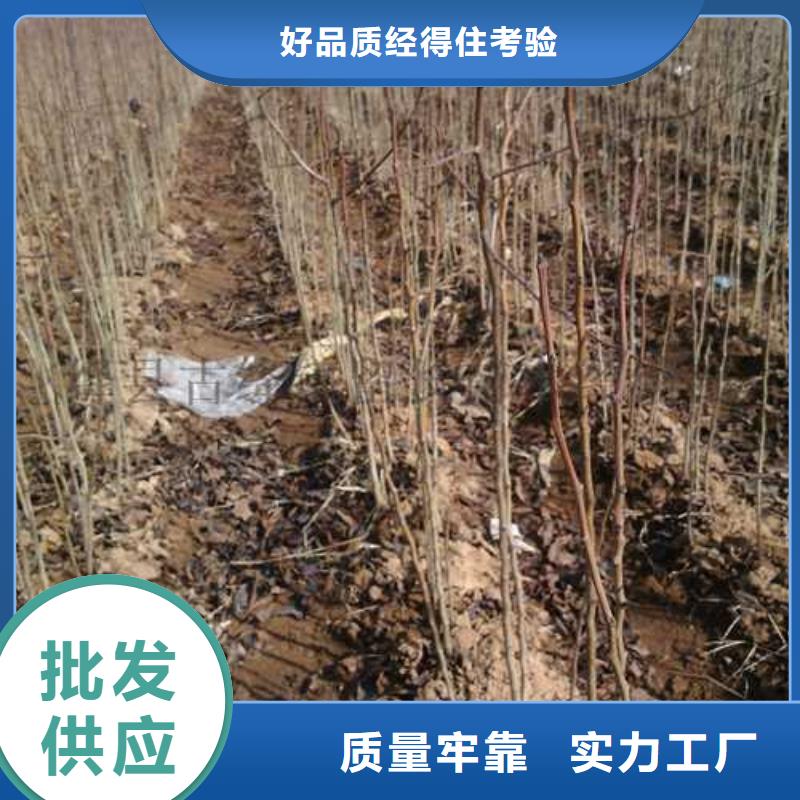 杜梨梨树苗基地多年实力厂家根据要求定制