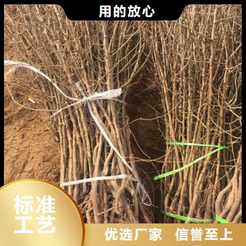 杜梨梨树苗基地质量好<本地>供应商