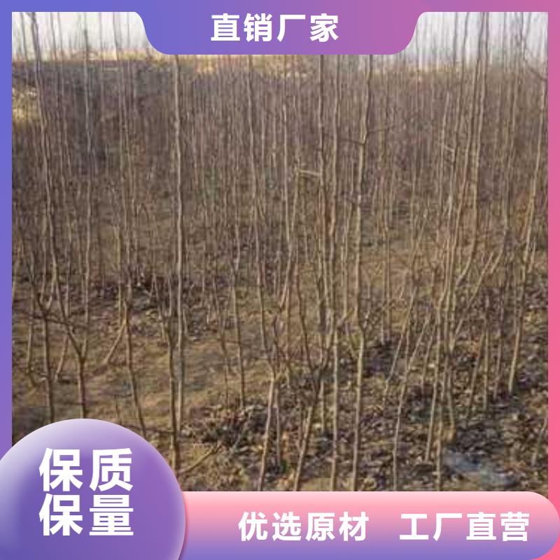 【杜梨】_梨树苗基地型号齐全选择大厂家省事省心