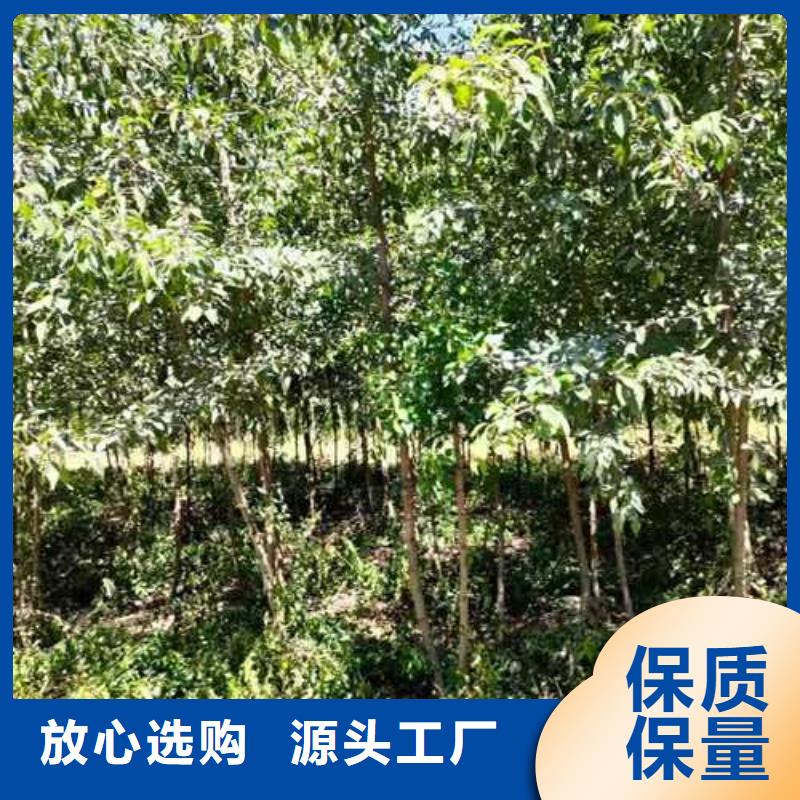 杜梨-梨树苗基地优质材料厂家直销本地生产商