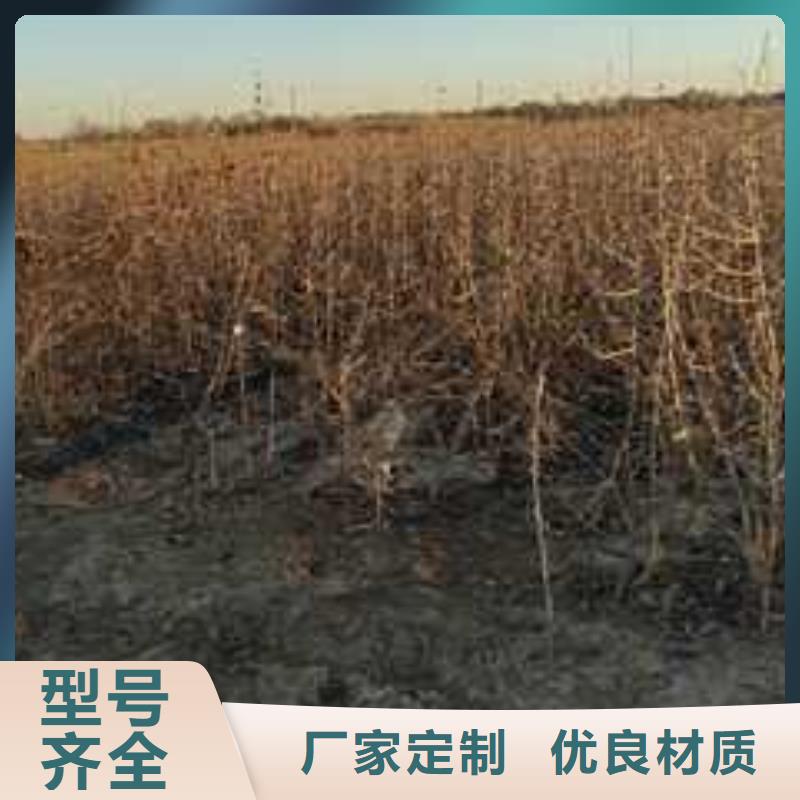 杜梨梨树苗基地工厂现货供应严选好货