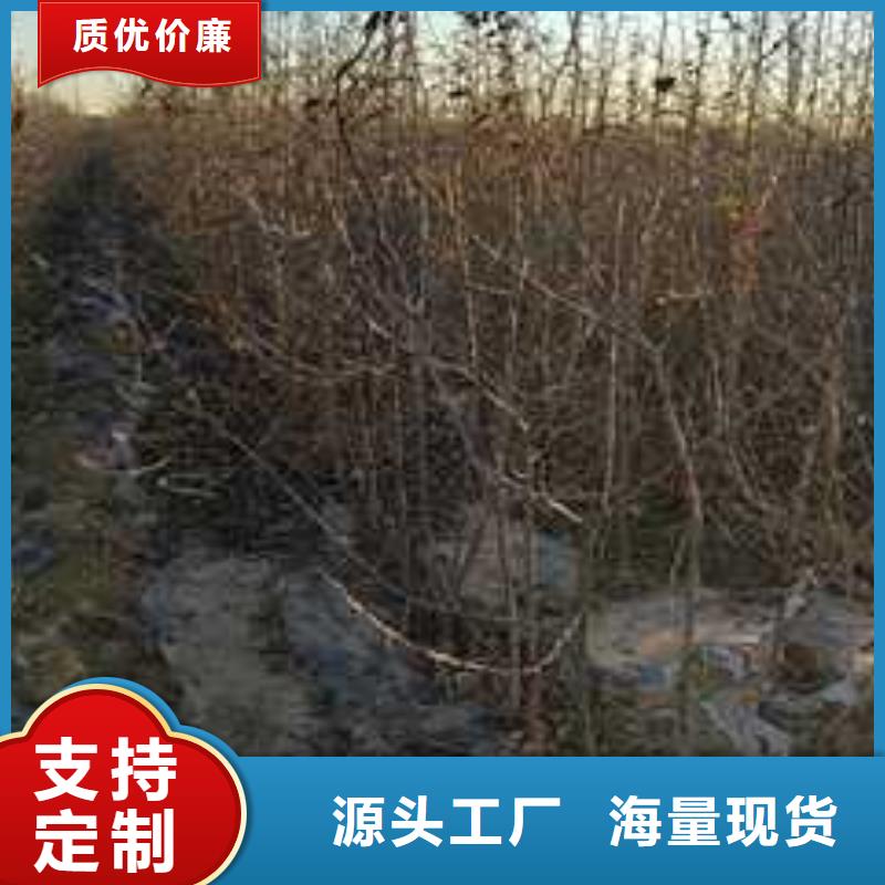 杜梨山桃苗的简单介绍【当地】供应商