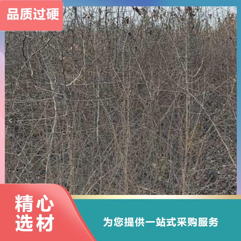 杜梨,梨树苗基地高标准高品质{当地}生产厂家