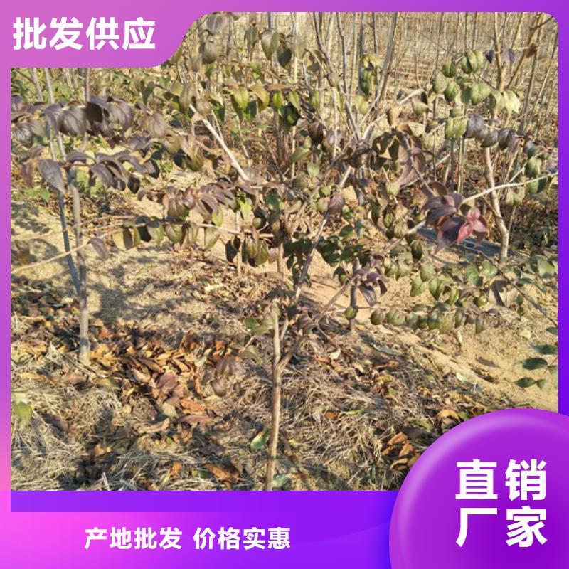 杈杷果_【樱桃苗】来电咨询当地生产商