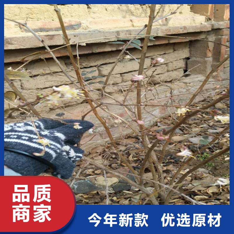 杈杷果桃树苗细节决定成败[当地]生产厂家