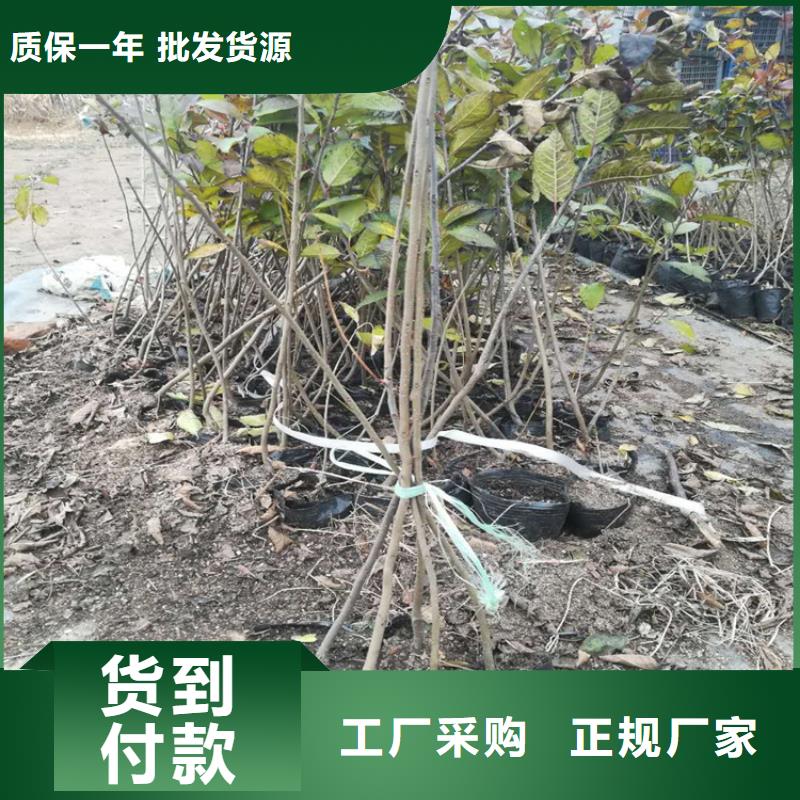 北美冬青苹果苗产地源头好货售后无忧