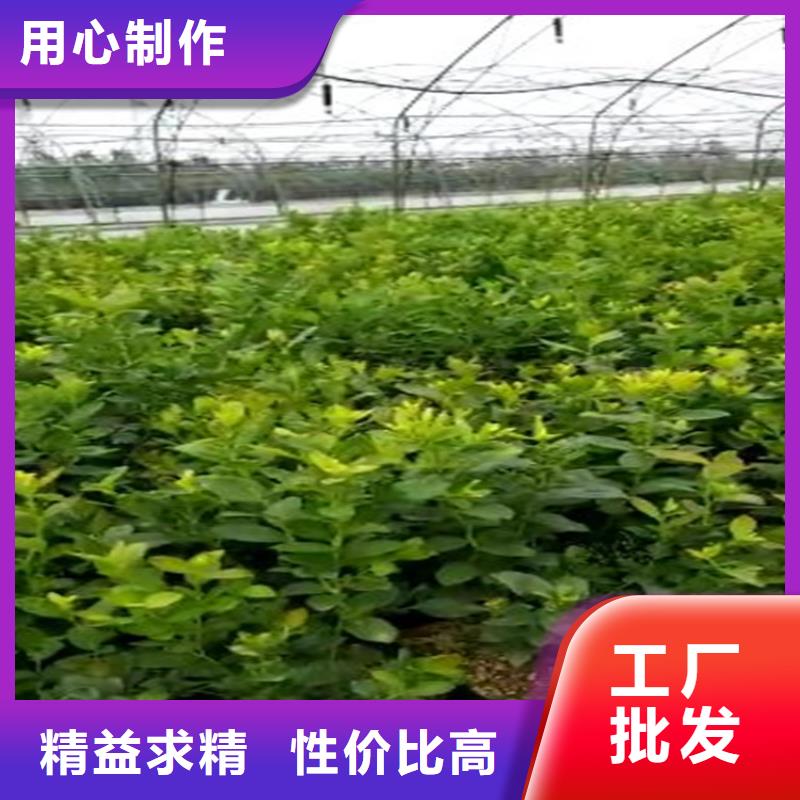 【蓝莓苗】-樱桃苗价格透明质量为本