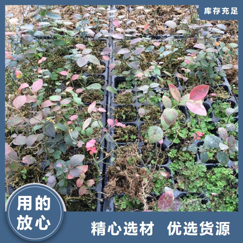 蓝莓苗,葡萄苗实力雄厚品质保障{当地}生产商