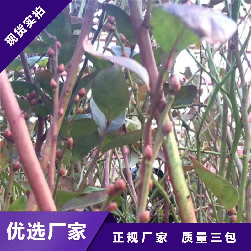 蓝莓苗无花果苗支持货到付清采购