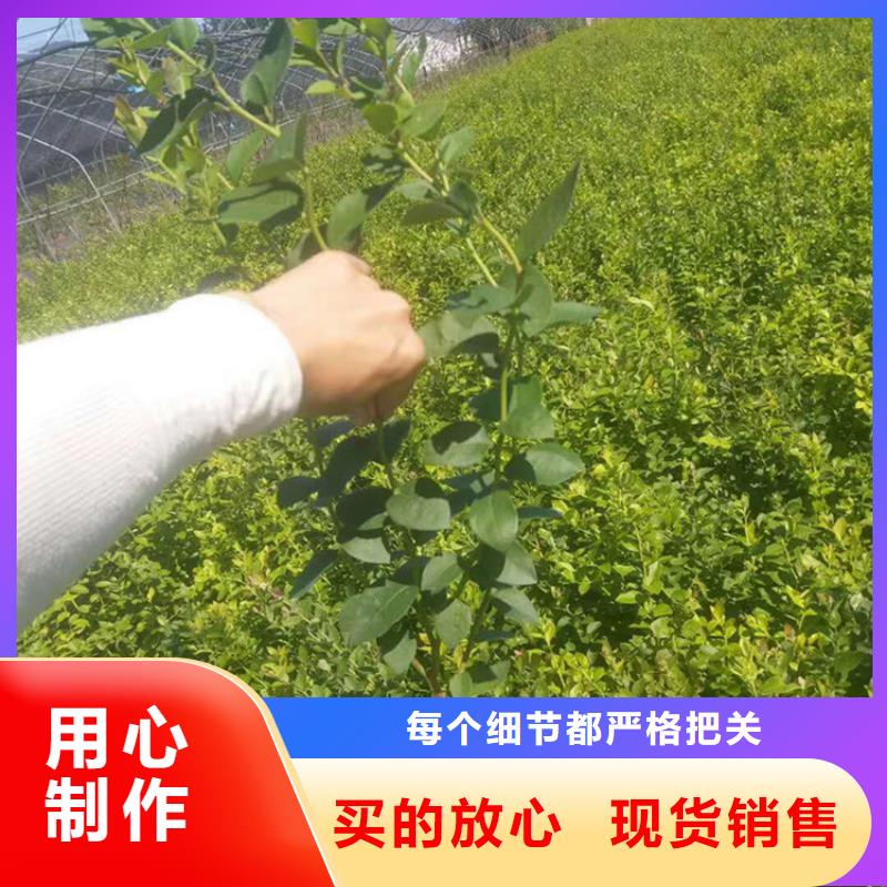 蓝莓苗_苹果苗品质信得过厂家直销大量现货