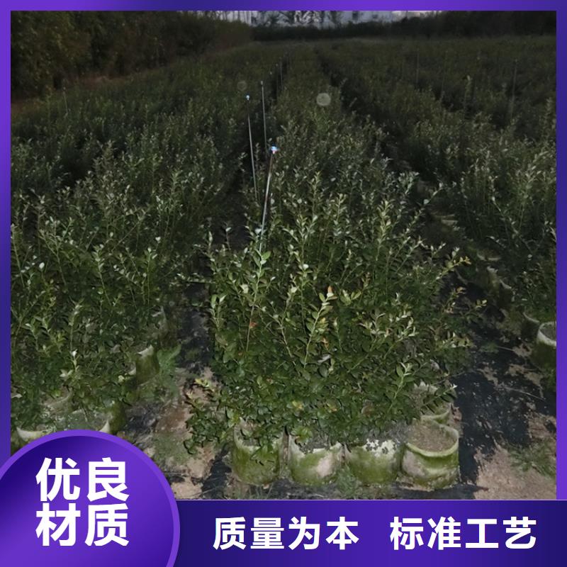 蓝莓苗【桃树苗】打造行业品质专业生产厂家