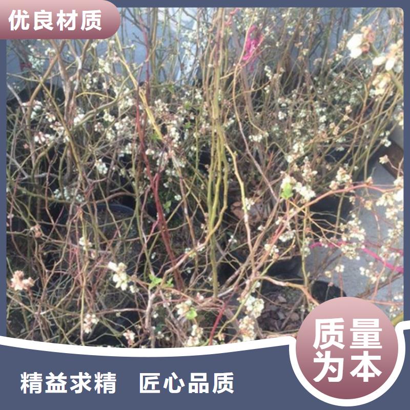 蓝莓苗石榴树现货快速采购【本地】制造商