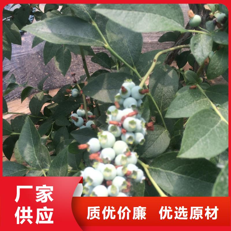 【蓝莓苗石榴树认准大品牌厂家】为品质而生产