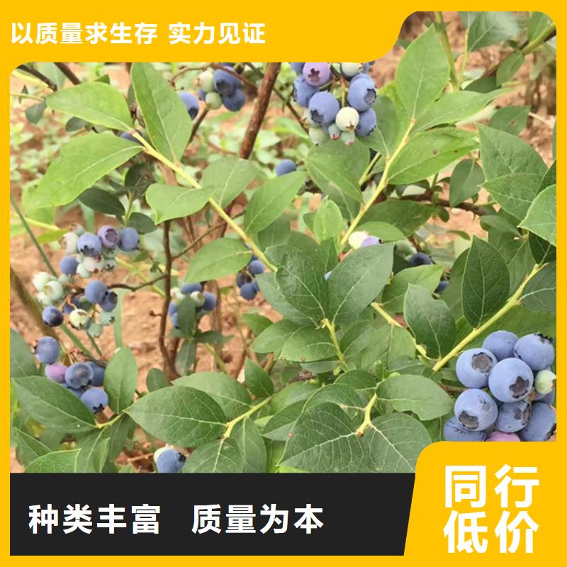 蓝莓苗专注质量[当地]经销商