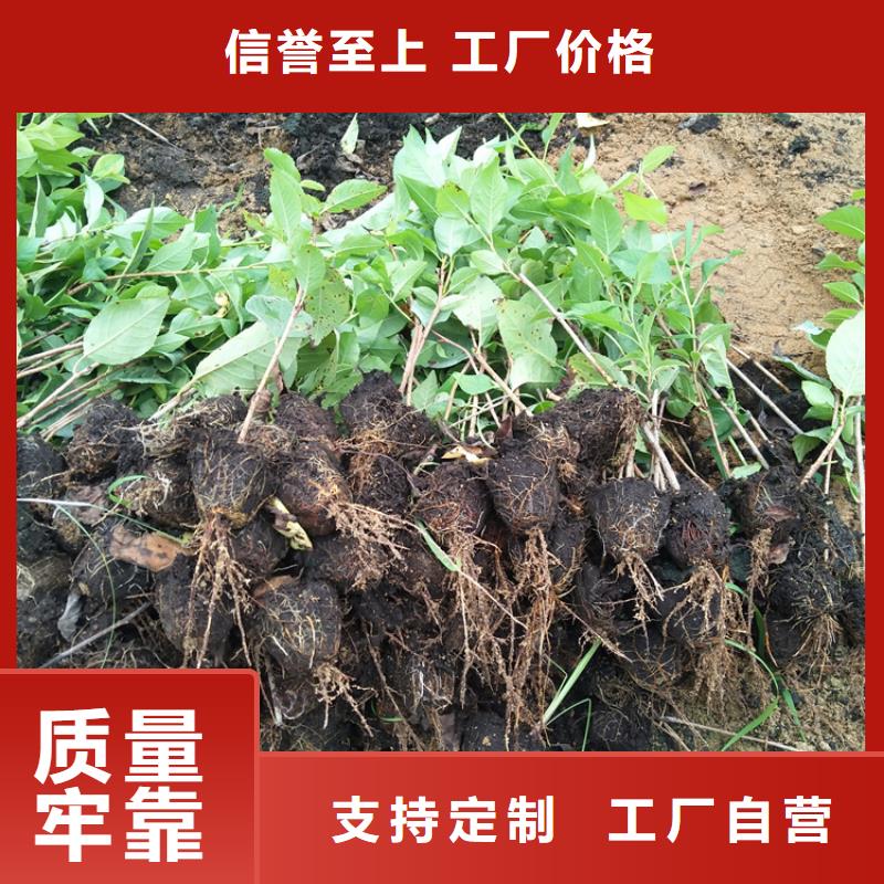 樱桃-【苹果苗】厂家实力雄厚【当地】厂家