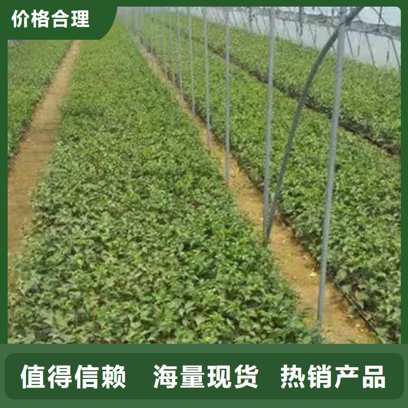 樱桃【板栗苗】好品质经得住考验实体诚信厂家