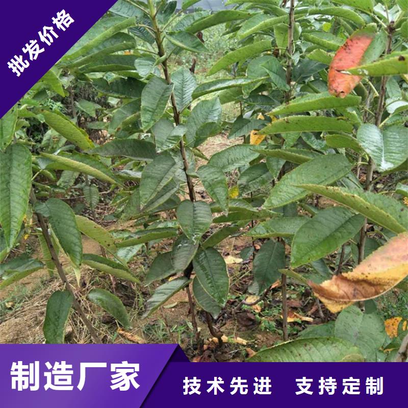 【樱桃苹果苗推荐厂家】<当地>货源