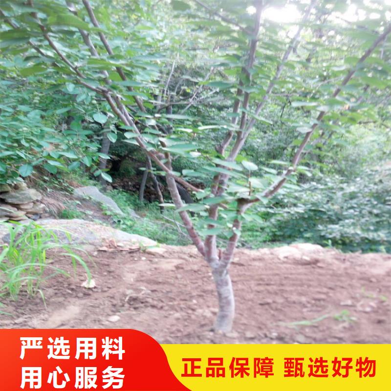 樱桃-葡萄苗当地货源实时报价