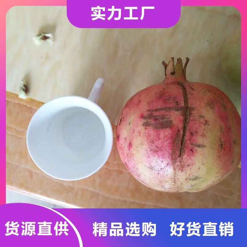 石榴苹果苗N年大品牌物美价优