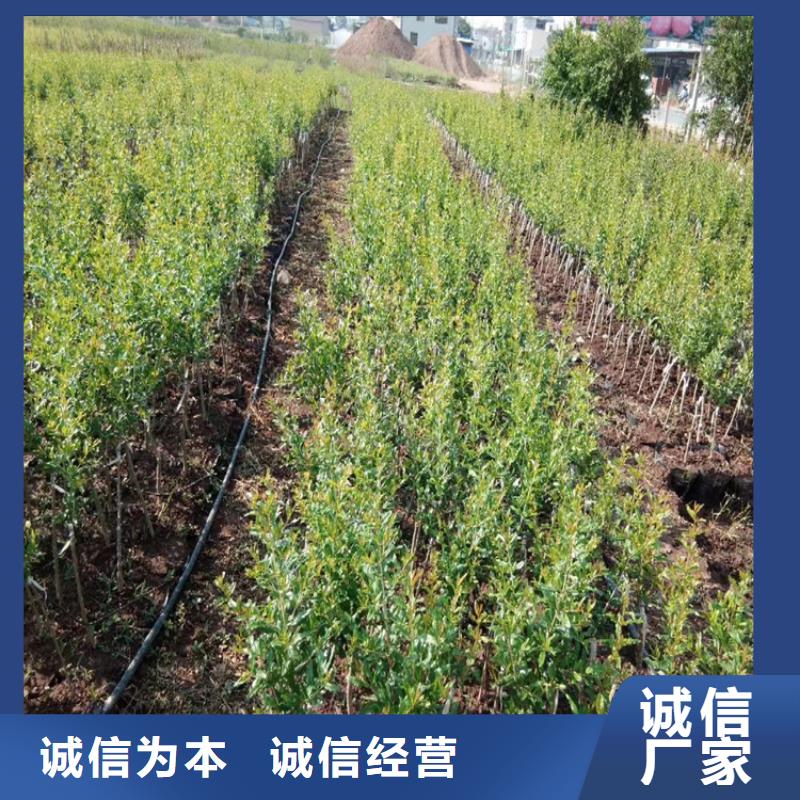 石榴苹果苗24小时下单发货多行业适用