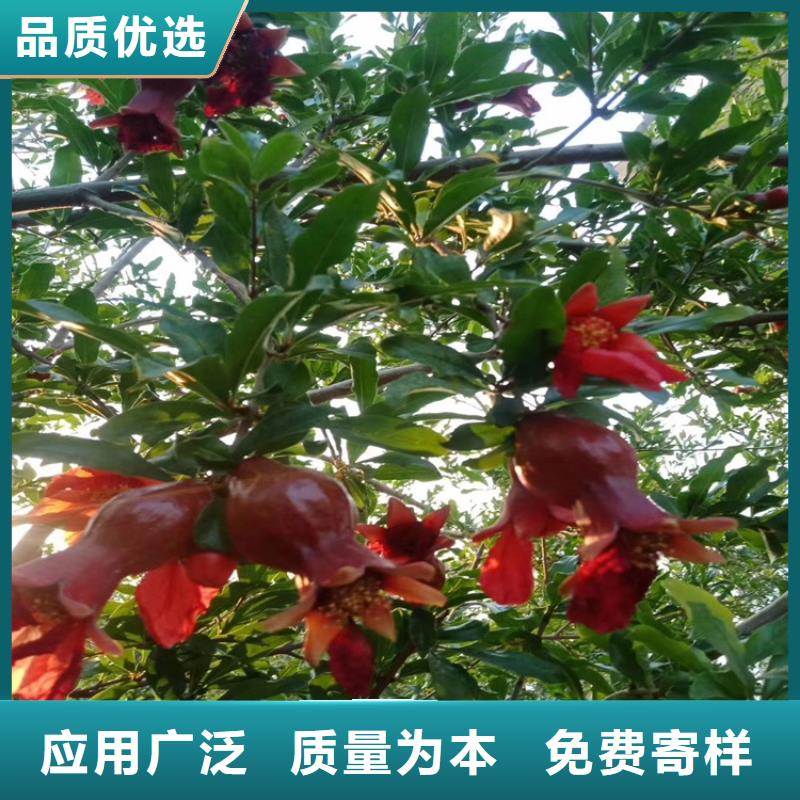 石榴无花果苗匠心制造好厂家有担当