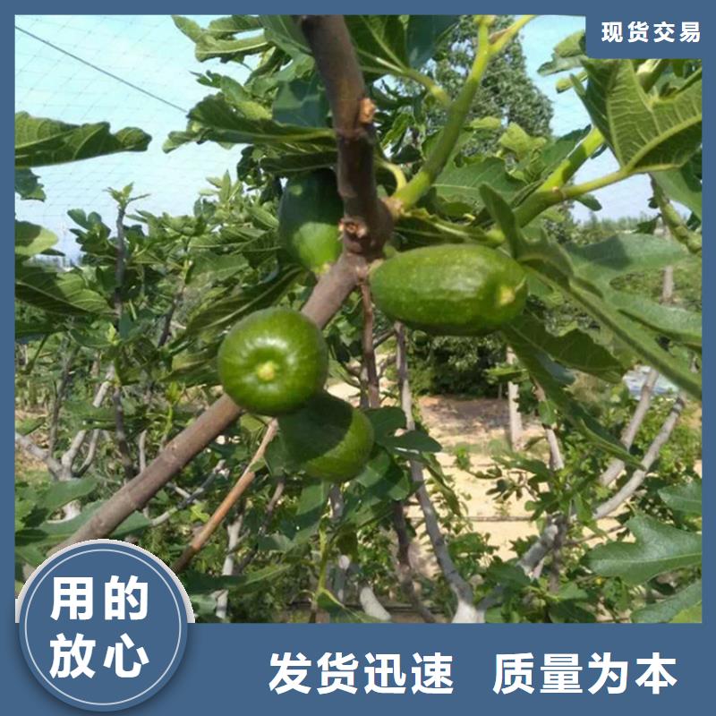 无花果石榴树苗专注生产制造多年【当地】生产厂家