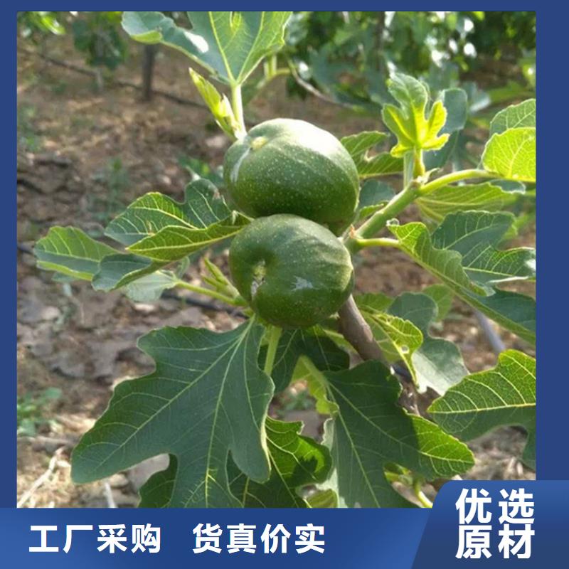 【无花果】苹果苗优势当地供应商