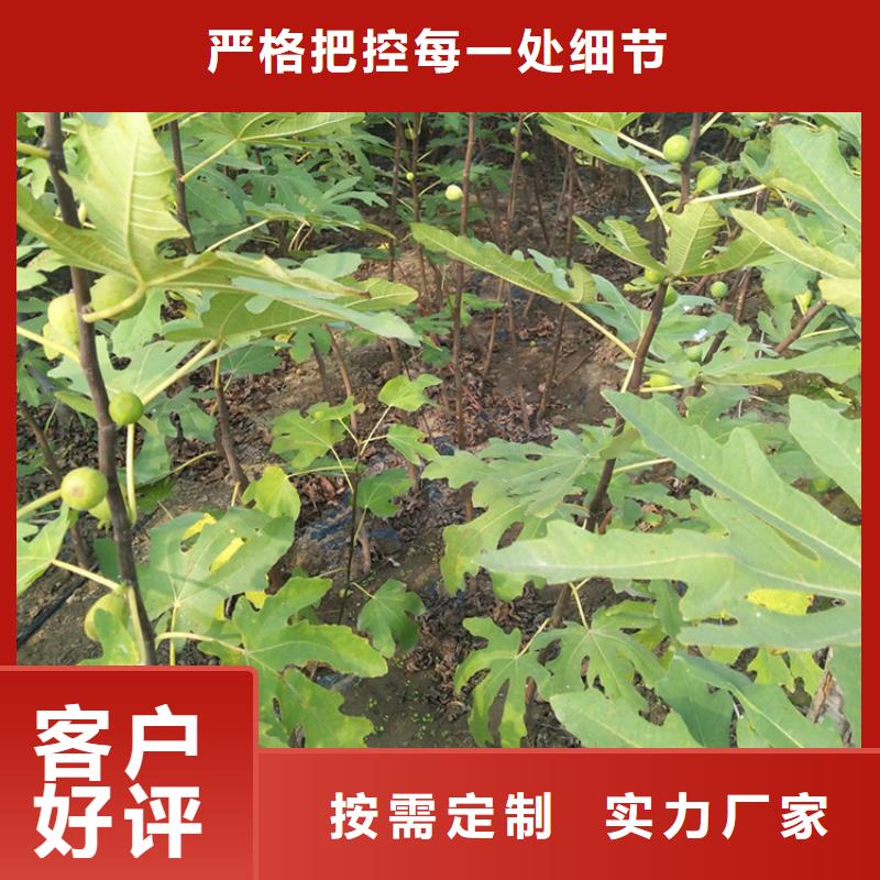 无花果-杏树苗免费获取报价本地生产商