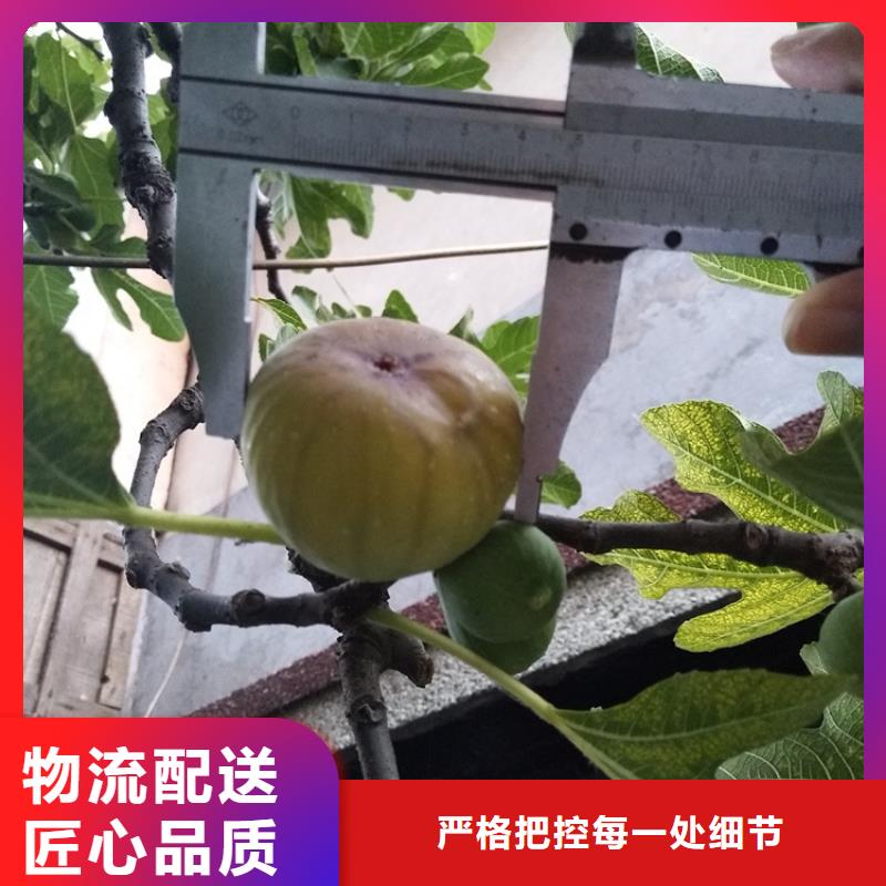 无花果【苹果苗】快捷物流厂诚信经营