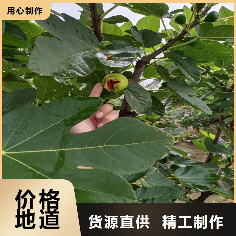 无花果樱桃苗为您精心挑选质量优选