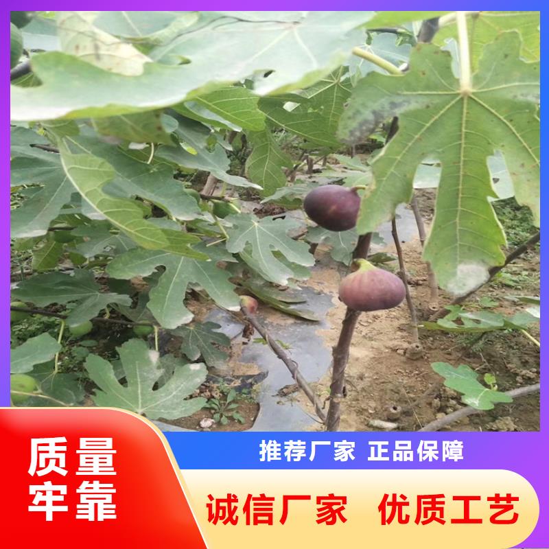 无花果桃树苗产品优良优选好材铸造好品质