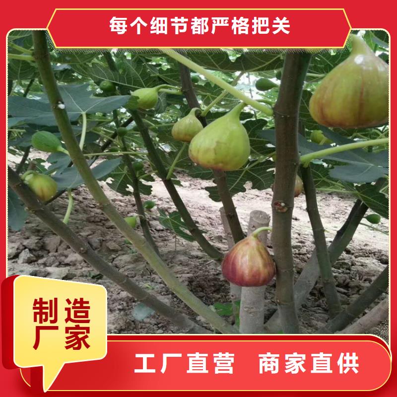 【无花果樱桃苗诚信为本】专业厂家