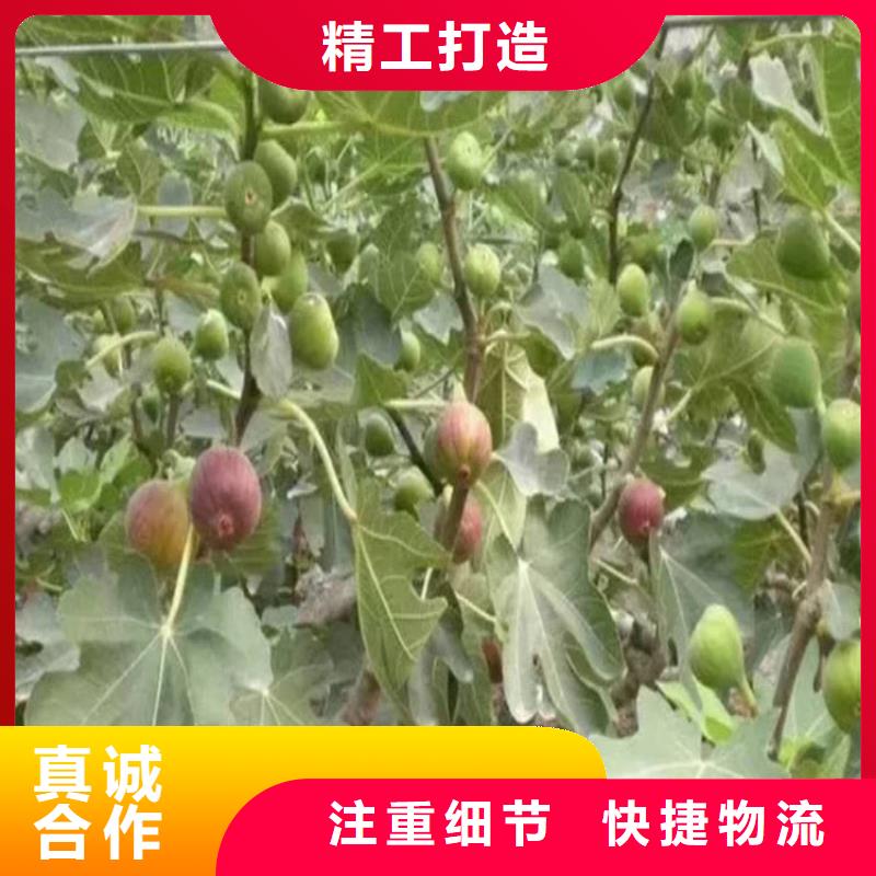 【无花果苹果苗大厂家实力看得见】同城制造商