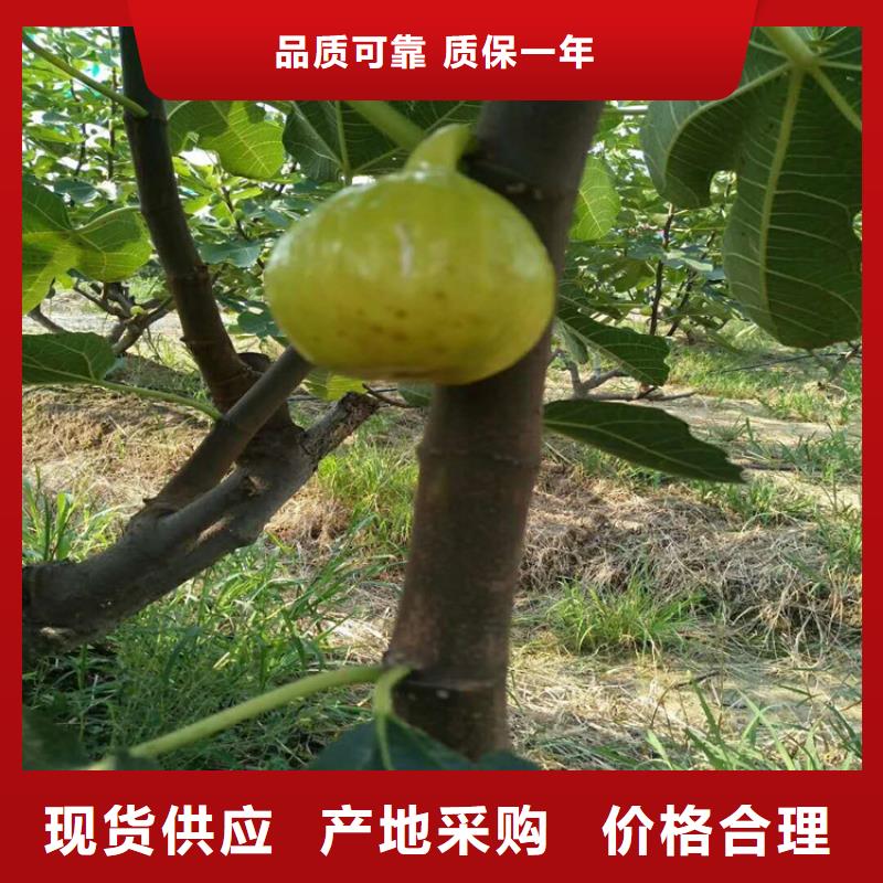 无花果无花果苗值得买专注生产N年