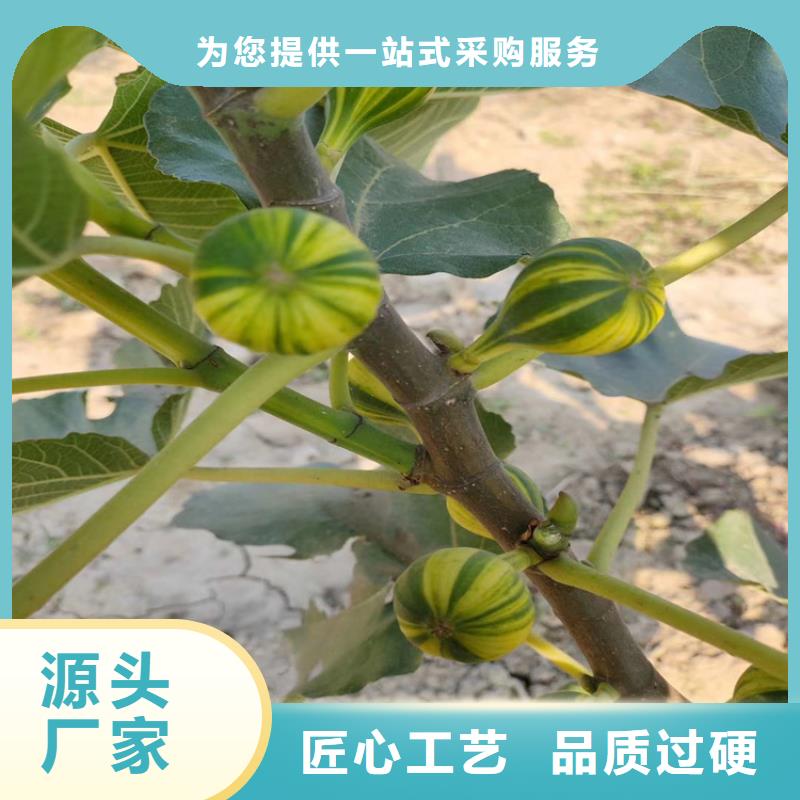 无花果桃树苗性能稳定<本地>供应商