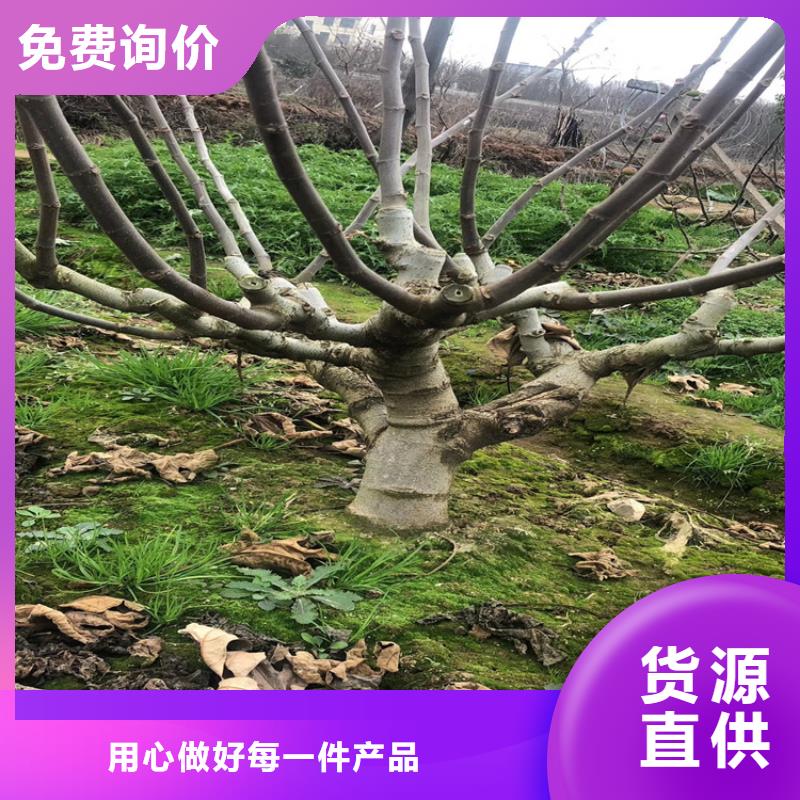 无花果杏树苗注重细节<本地>经销商